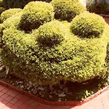 Stella Palace بايالا